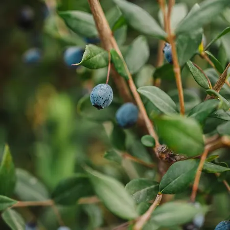 Casa Piana Appartement