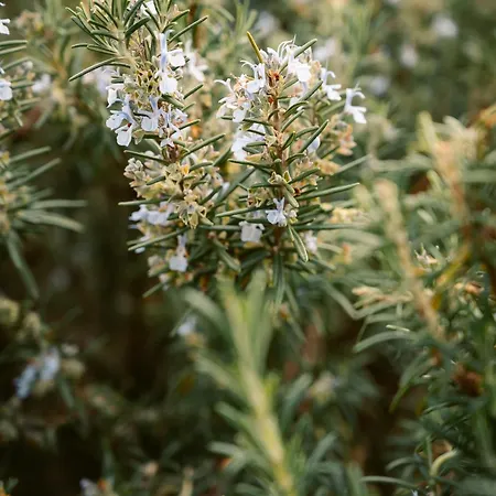 Casa Piana 公寓 Viddalba